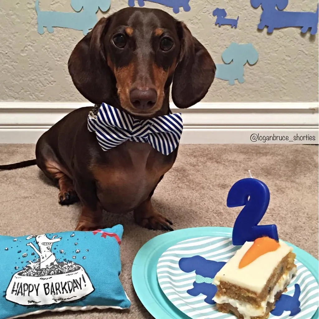 Dachshund Party Paper Plates with Blue Bow Ties