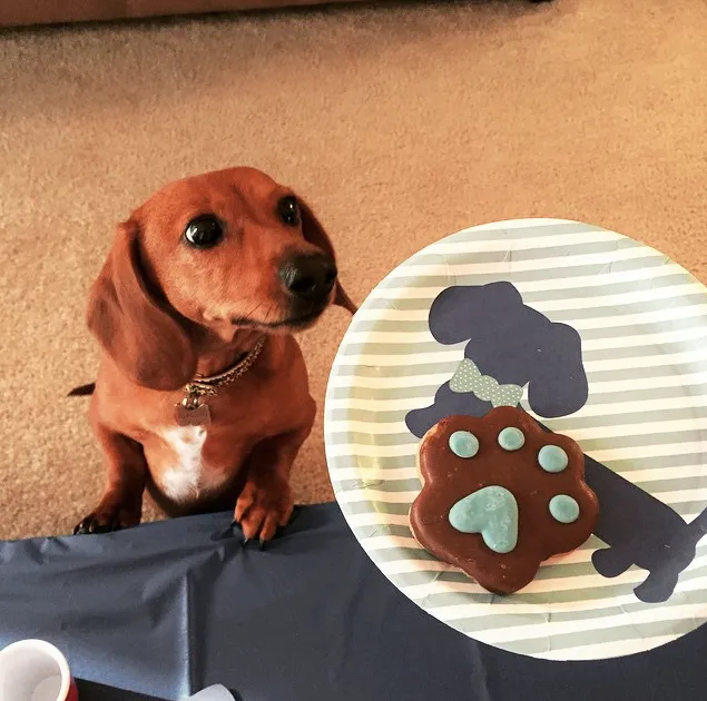 Dachshund Party Paper Plates with Blue Bow Ties