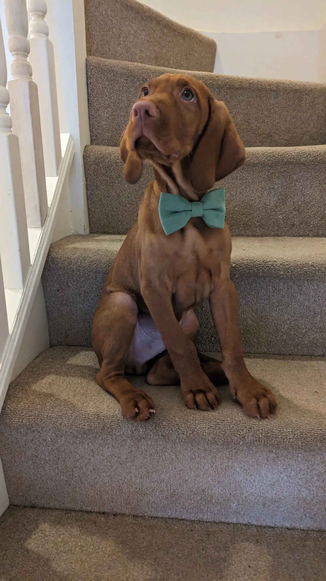 Harrison Sage Green Cotton Blend Dog Bow Tie