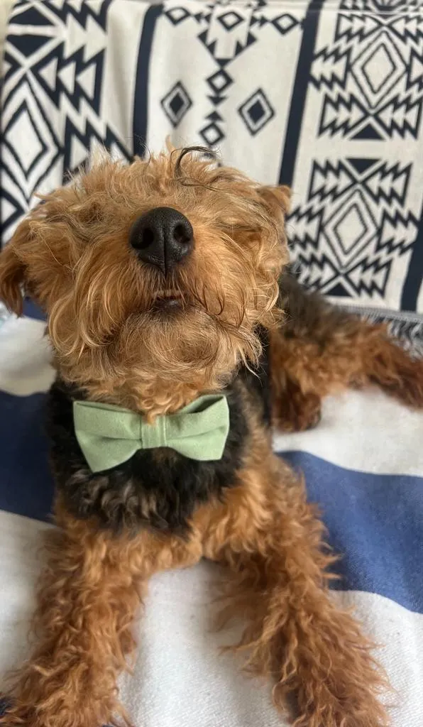 Harrison Sage Green Cotton Blend Dog Bow Tie