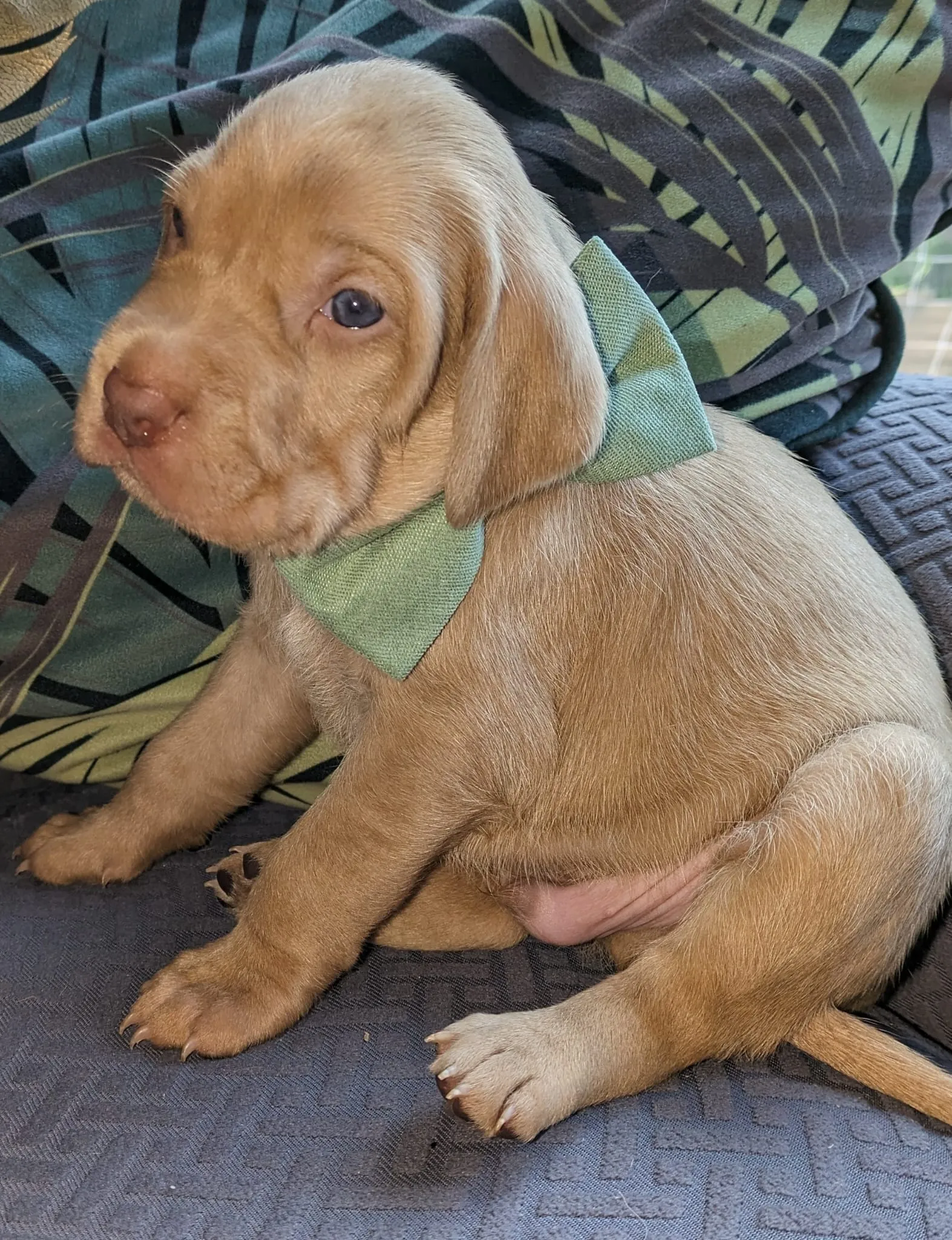 Harrison Sage Green Cotton Blend Dog Bow Tie