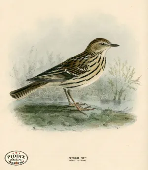 PDXC1251 -- Birds