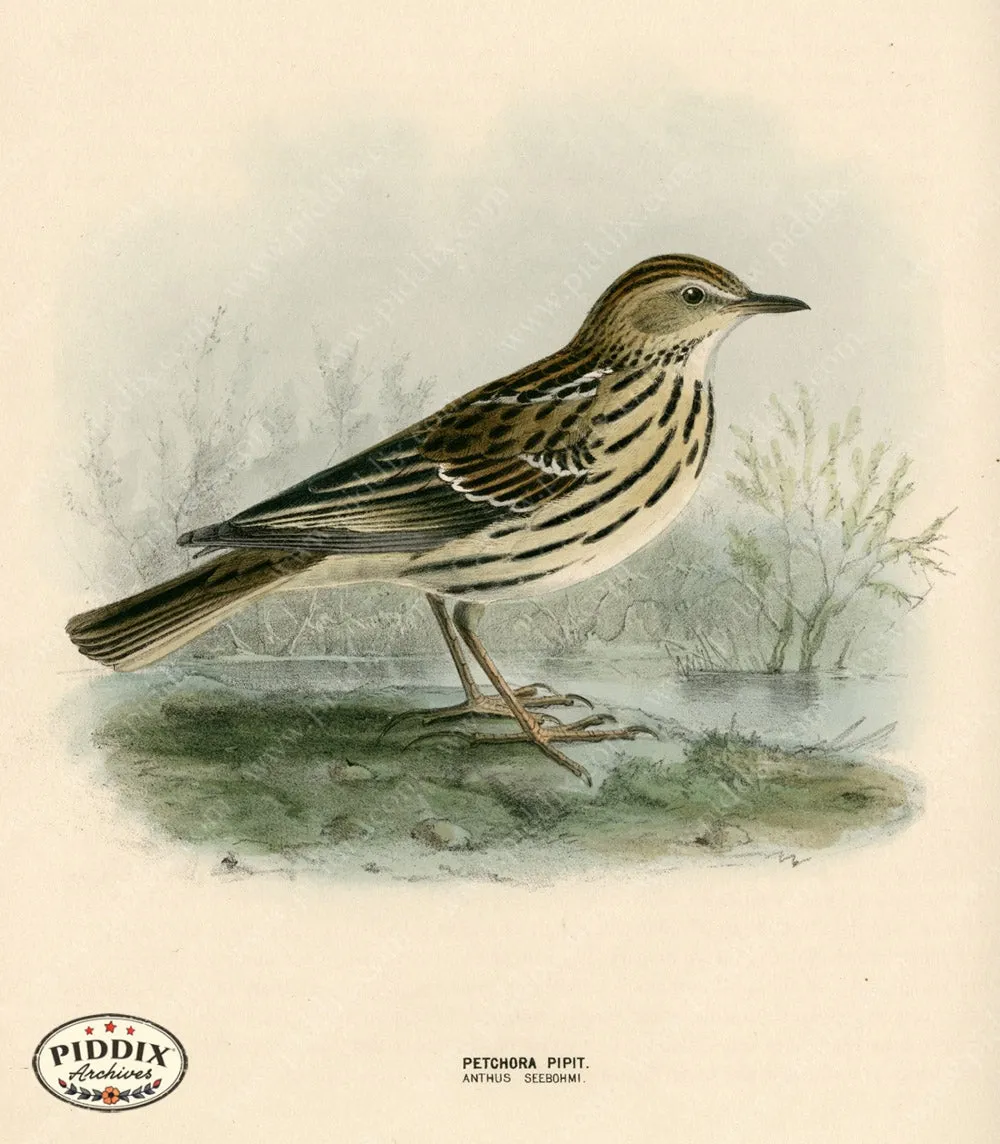 PDXC1251 -- Birds