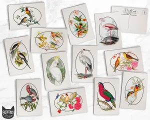 Vintage Colorful Birds - 24 Postcards